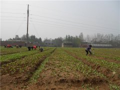 土壤養分速測儀的速測方法是什么？